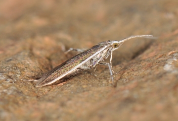 Coleophora albella