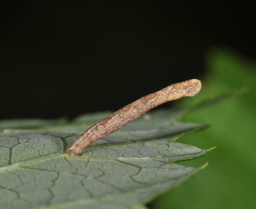 Coleophora alnifoliae