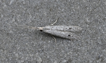 Coleophora hemerobiella