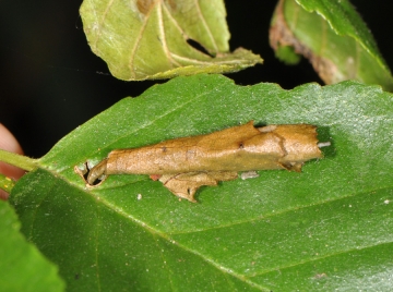 Coleophora siccifolia
