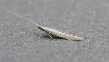 Coleophora striatipennella
