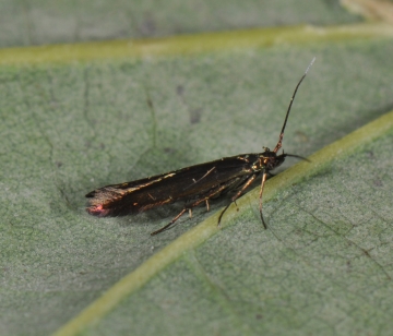 Coleophora trifolii
