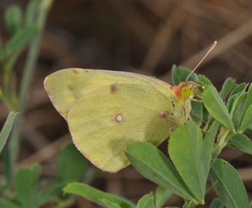 Colias alfacariensis