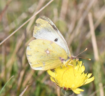 Colias hyale