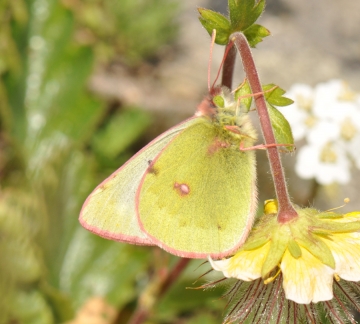 Colias phicomone