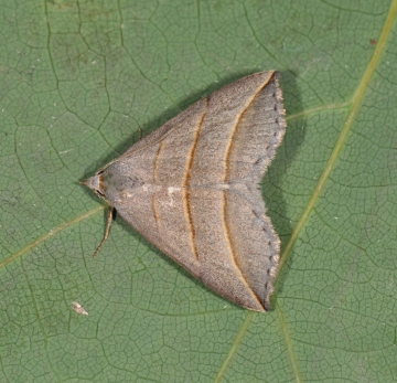 Colobochyla salicalis