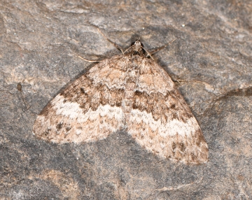 Colostygia aptata