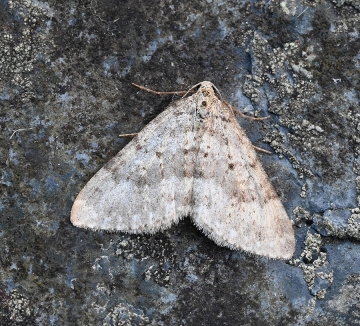 Colostygia multistrigaria