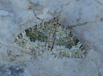 Colostygia olivata