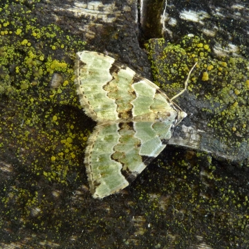 Colostygia pectinataria