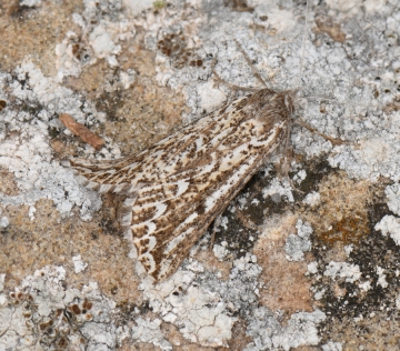 Compsoptera jourdanaria