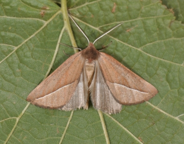 Compsoptera opacaria