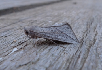 Compsoptera opacaria