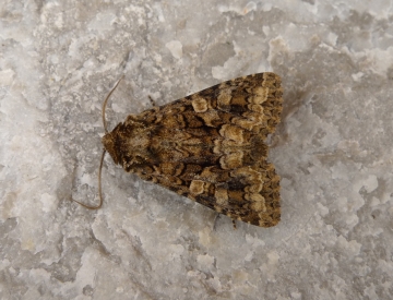 Conisania andalusica