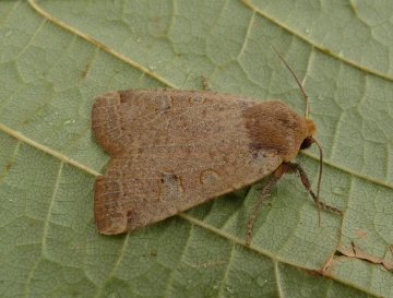 Conistra erythrocephala