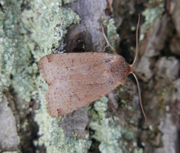 Conistra erythrocephala