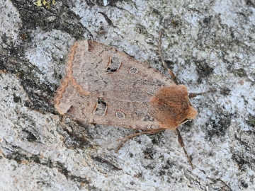Conistra erythrocephala
