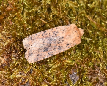 Conistra rubiginea