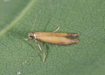 Coptotriche marginea