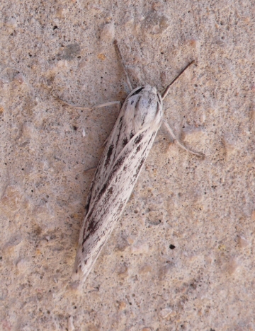 Coscinia cribraria