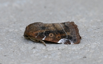 Cosmia affinis