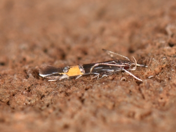 Cosmopterix attenuatella