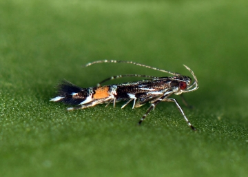 Cosmopterix pulchrimella