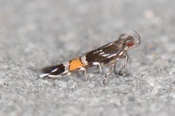 Cosmopterix pulchrimella