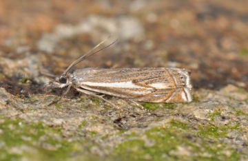 Crambus lathoniellus