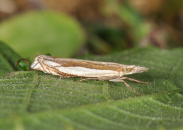 Crambus pascuella