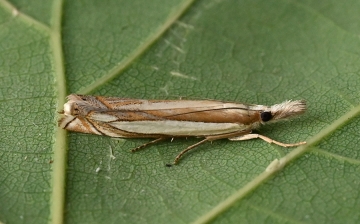 Crambus pascuella