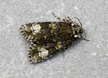 Craniophora ligustri