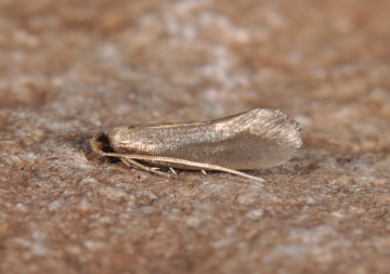 Crassicornella agenjoi