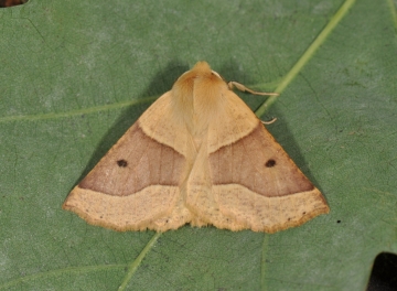 Crocallis elinguaria