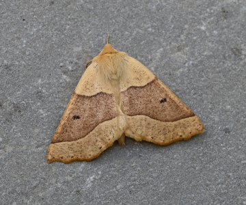 Crocallis elinguaria