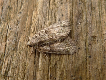 Noctuidae: Cryphia pallida
