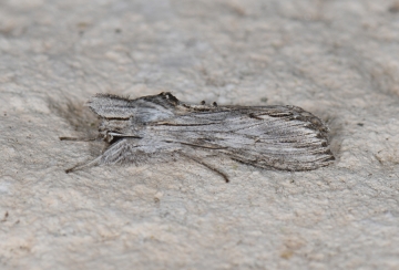 Cucullia achilleae
