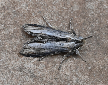 Cucullia blattariae