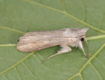 Cucullia umbratica