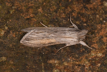 Cucullia umbratica