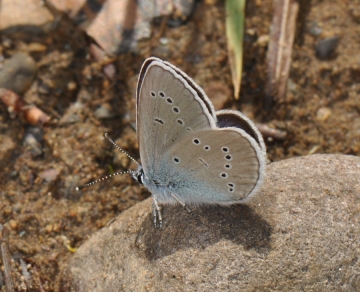 Cyaniris semiargus
