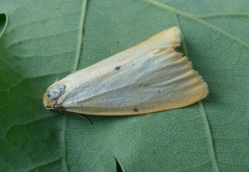 Cybosia mesomella