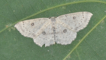 Cyclophora albipunctata