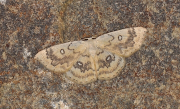 Cyclophora annularia