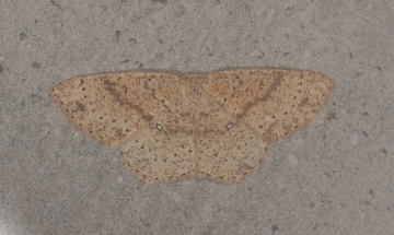 Cyclophora porata