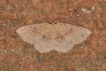 Cyclophora porata