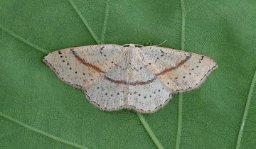 Cyclophora punctaria