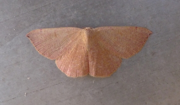 Geometridae: Cyclophora puppillaria