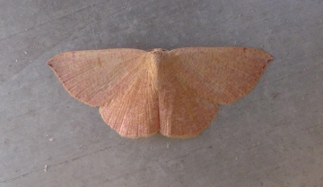 Cyclophora puppillaria