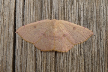 Cyclophora puppillaria